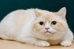 Ảnh mèo nằm đẹp dễ thương