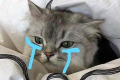 Ảnh mèo nằm dễ thương