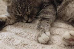 Ảnh mèo nằm ngủ cute