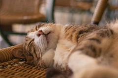 Ảnh mèo nằm ngủ cute