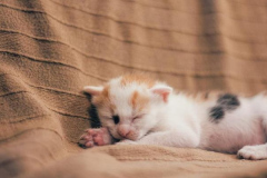 Ảnh mèo nằm ngủ cute