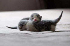 Ảnh mèo nằm ngủ cute