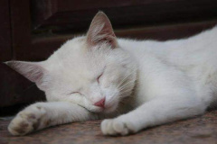 Ảnh mèo nằm ngủ cute