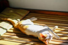 Ảnh nằm đáng yêu