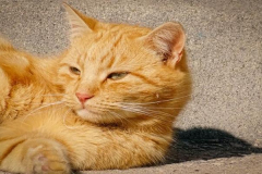 Ảnh nằm đáng yêu