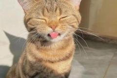 1_anh-meo-ngao-cute-1