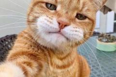 anh-meo-ngao-cute-1