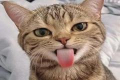anh-meo-ngao-cute-dep-1