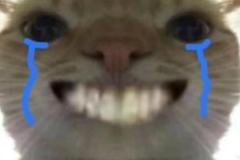1_anh-meo-cuoi-nhe-rang-meme-cute-1
