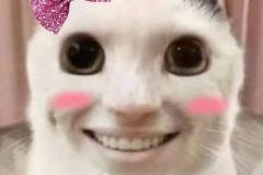 anh-meo-cuoi-nhe-rang-meme-1