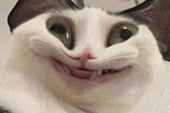anh-meo-cuoi-nhe-rang-meme-cute-1