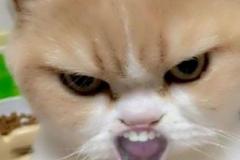 meme-anh-meo-gian-hai-1
