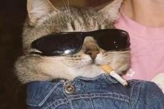 Ảnh mèo ngầu meme đốn tim