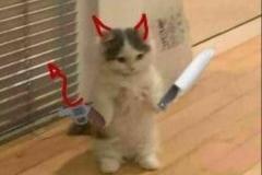 Ảnh mèo ngầu meme đốn tim
