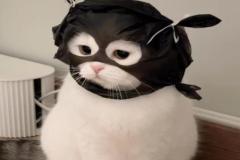 anh-meo-ngo-cute-1