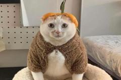 anh-meo-ngo-cute-xinh-1