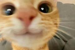 1_anh-meo-ngo-nghinh-cute-1