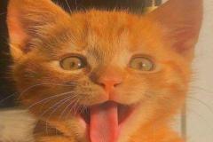 1_anh-meo-ngo-nghinh-cute-dep-1