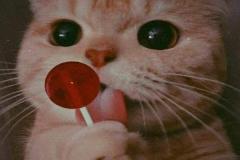 anh-meo-ngo-nghinh-cute-hai-1