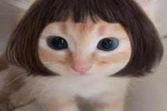 1_anh-meo-mai-ngo-cute-1