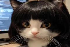 anh-meo-mai-ngo-cute-1