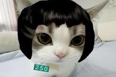 anh-meo-mai-ngo-cute-xinh-1