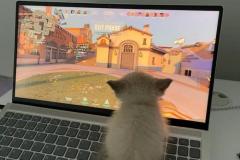 anh-meo-ngoi-may-tinh-cute-1