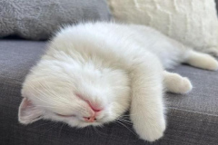 anh-meo-cai-dep-cute-1