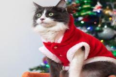 Ảnh mèo giáng sinh đáng yêu