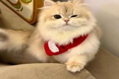 Ảnh mèo giáng sinh đáng yêu