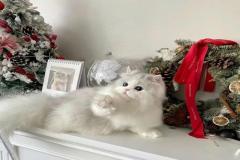 Ảnh mèo giáng sinh đáng yêu