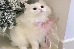 Ảnh mèo giáng sinh đáng yêu