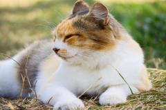 Ảnh mèo tam thể đẹp nhất