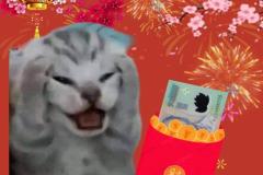 Ảnh mèo tết meme hài hước làm avatar