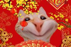 Ảnh mèo tết meme hài hước làm avatar