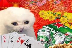 Ảnh mèo tết meme hài hước làm avatar