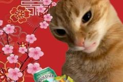 Ảnh mèo tết meme hài hước làm avatar