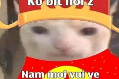 Ảnh mèo tết meme hài hước làm avatar