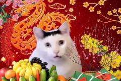 Ảnh mèo tết meme hài hước làm avatar