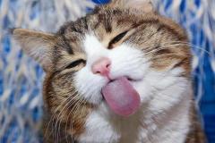 Ảnh mèo tam thể meme hài hước