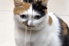 Ảnh mèo tam thể meme hài hước