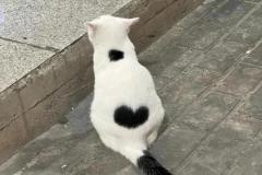 1_anh-meo-trai-tim-cute-1