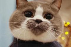 anh-meo-trai-tim-cute-1