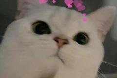 1_anh-meo-trai-tim-meme-cute-1