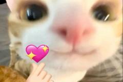 1_anh-meo-trai-tim-meme-xinh-1