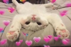 anh-meo-cute-trai-tim-1