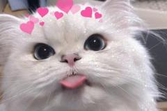 anh-meo-cute-trai-tim-dep-1