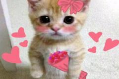 anh-meo-trai-tim-meme-xinh-1
