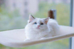 anh-meo-trang-cute-mat-xanh-1