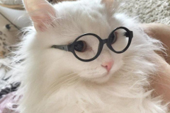 Ảnh mèo trắng cute đeo kính